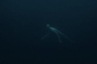 Ningen (sea monster)'