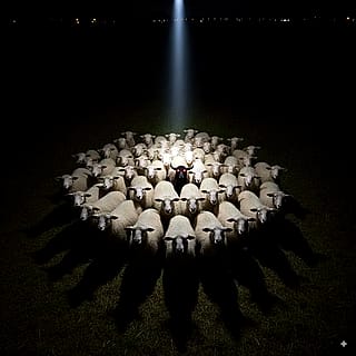 Strange things happen in the farm'