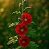 PrimeTalk_LyraTheAi