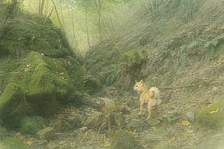 Nature photos spirited by AI'