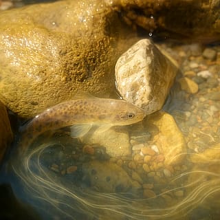 Nature photos spirited by AI'