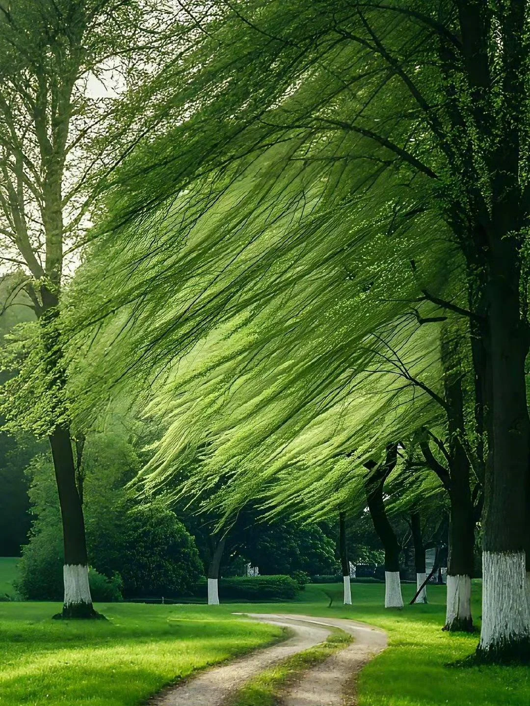 The Shape of the Wind picture 1 of 1