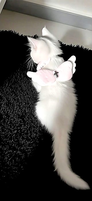 Sweetheart'