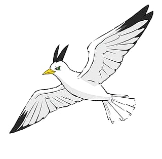 Seagull'