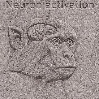 neuron activation'