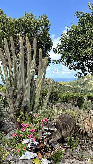 Crazy how Ai enhanced the colors and created the racoon'