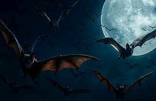 Vampire bats!'