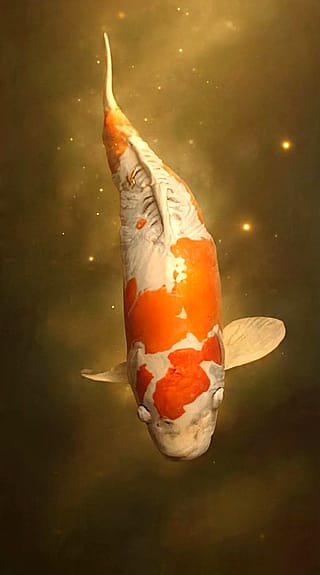 Golden Koi'