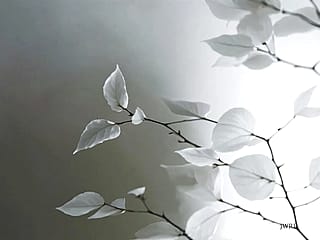 IX - White Tree, John Emmett, 2025'