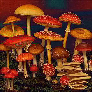 Night at the Mycology Club'