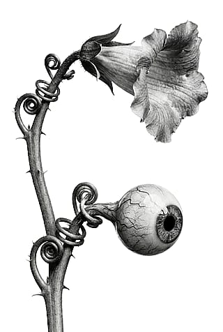 Optical plant, photorealistic image in Karl Blossfeldt style'