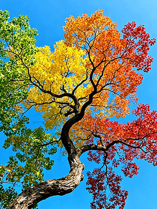 Colorful tree'