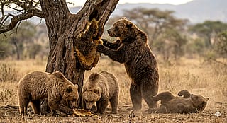 Bears eating honey'