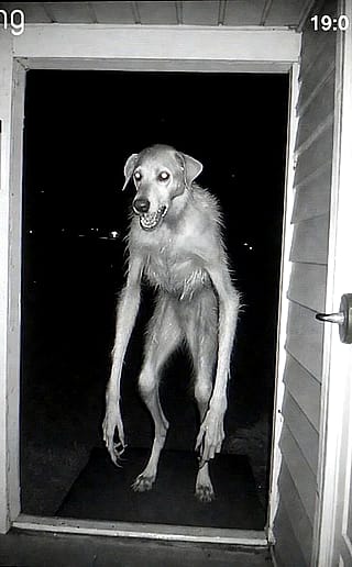 Forgot to feed the dog'