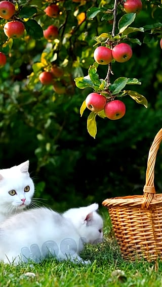 Cozy Cottagecore vibes: Cat Mom & Kitten making Apple Jam. 🍎🍯 (Nano Banana + Veo 3)'
