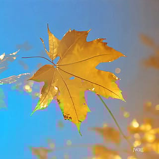 Gold Leaf, John Emmett, 2026'