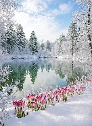 This image doesn’t just depict winter — it celebrates its quiet majesty while whispering of hidden life beneath the frost. It’s a visual poem: cold, clear, and strangely comforting — inviting the viewer to pause, breathe, and believe in magic.'