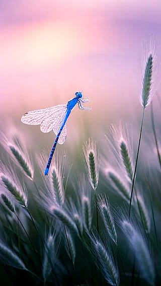 “A whisper of wings in the pink haze — nature’s jewel suspended between earth and sky.” 🌅🪰'