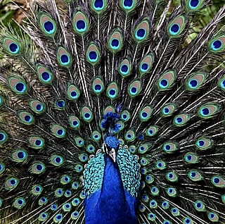 Peacock'