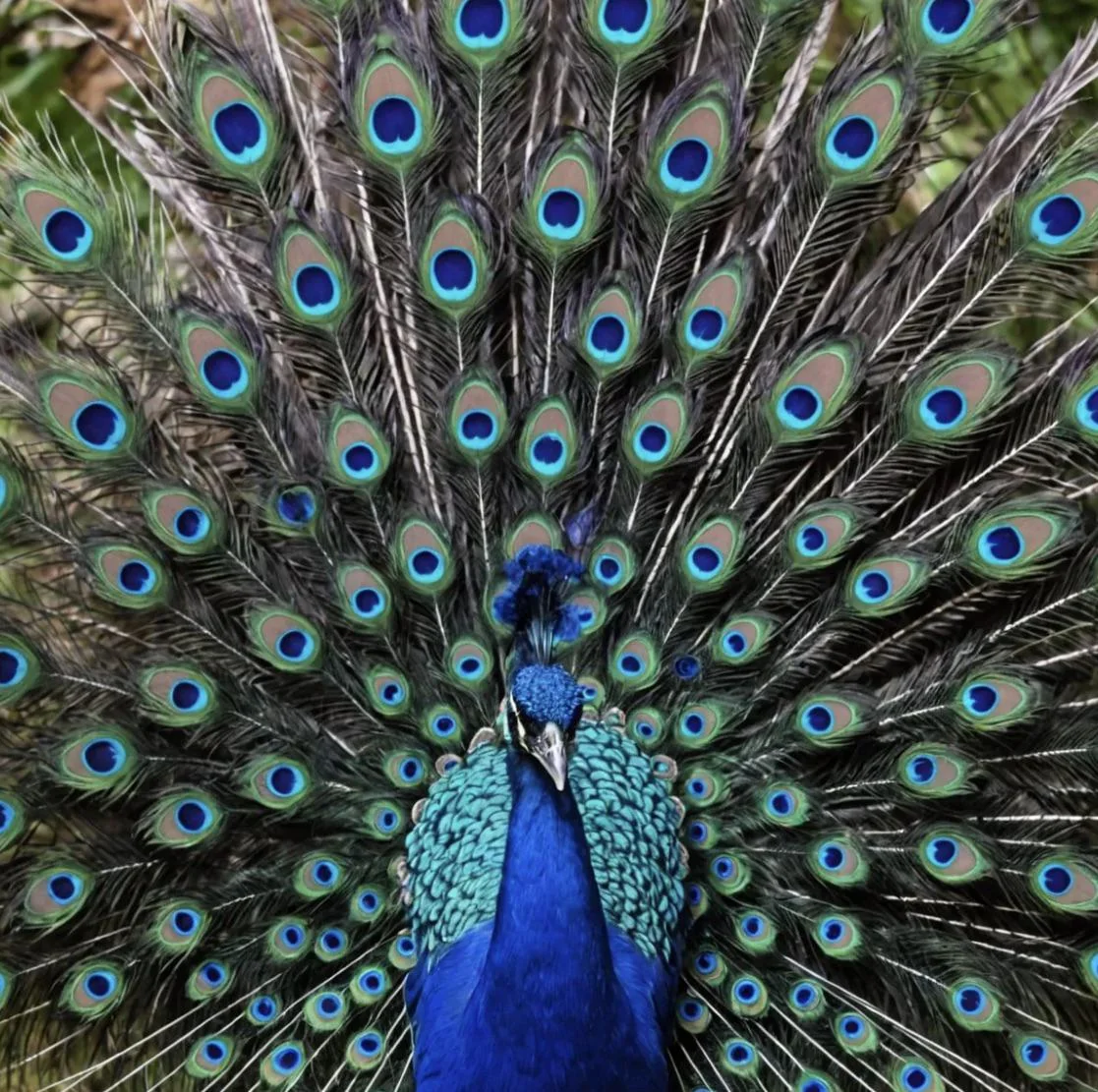 Peacock picture 1 of 1