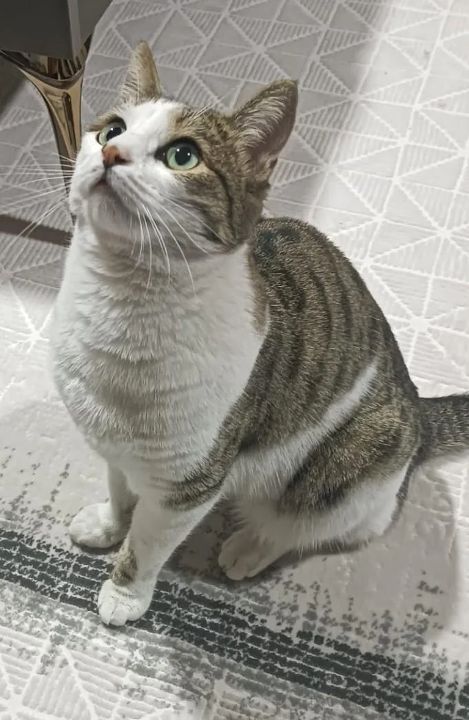 My cat in human form picture 1 of 2