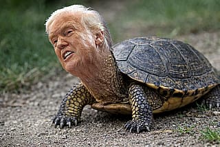 Trumpurtle'