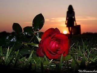 Echoes of a Vanishing Sun'