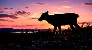 Reindeer calf at sunset'