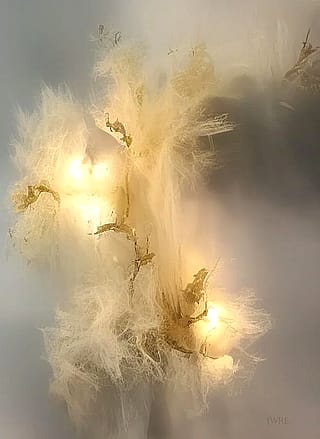 Dragon 11, John Emmett, 2026'