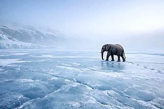 A lone elephant walking across a frozen Arctic sea'