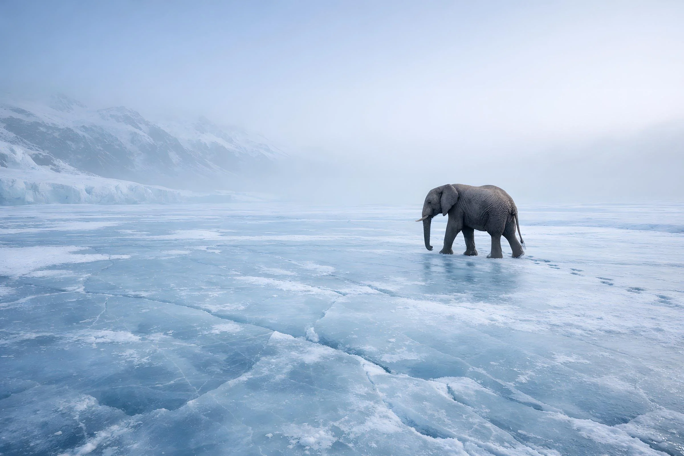 A lone elephant walking across a frozen Arctic sea picture 1 of 1