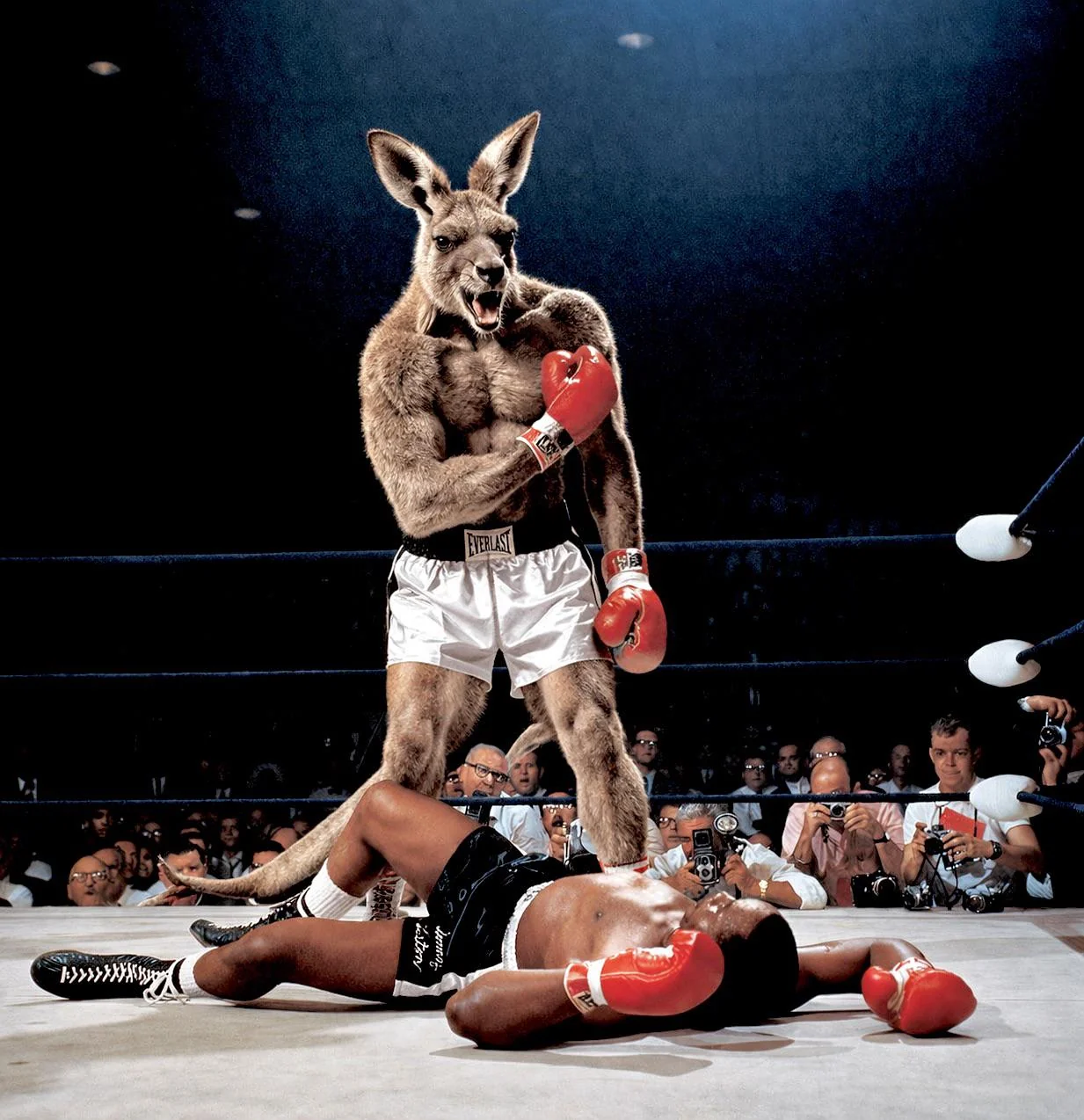 Meanwhile, in Australia… picture 1 of 1