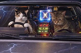 Bad kitties steal the DeLorean.'