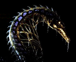 Newly discovered deep-sea species'