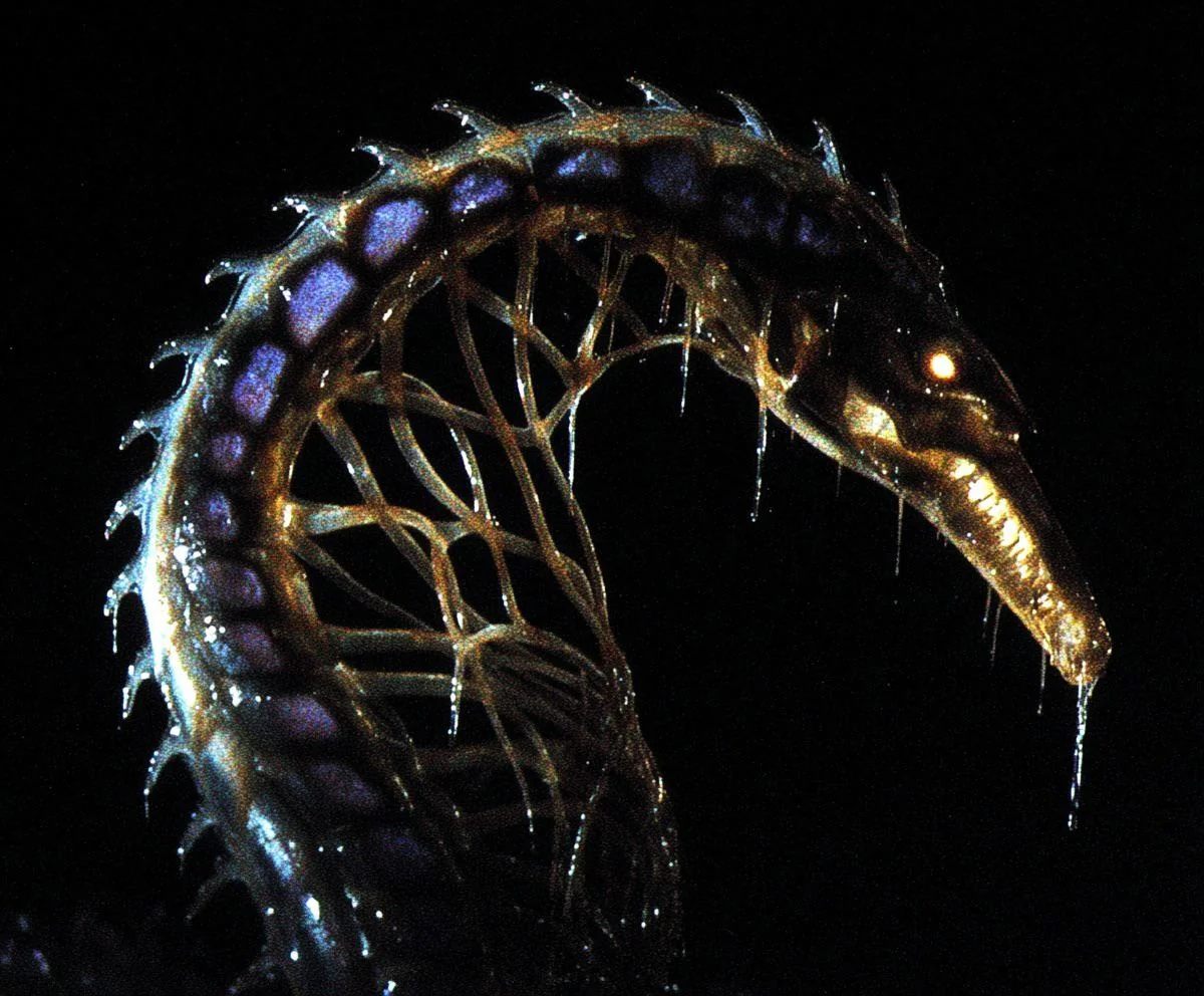 Newly discovered deep-sea species picture 1 of 1