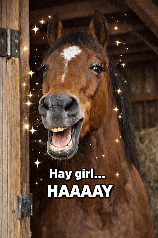 The Real HorseWifes'