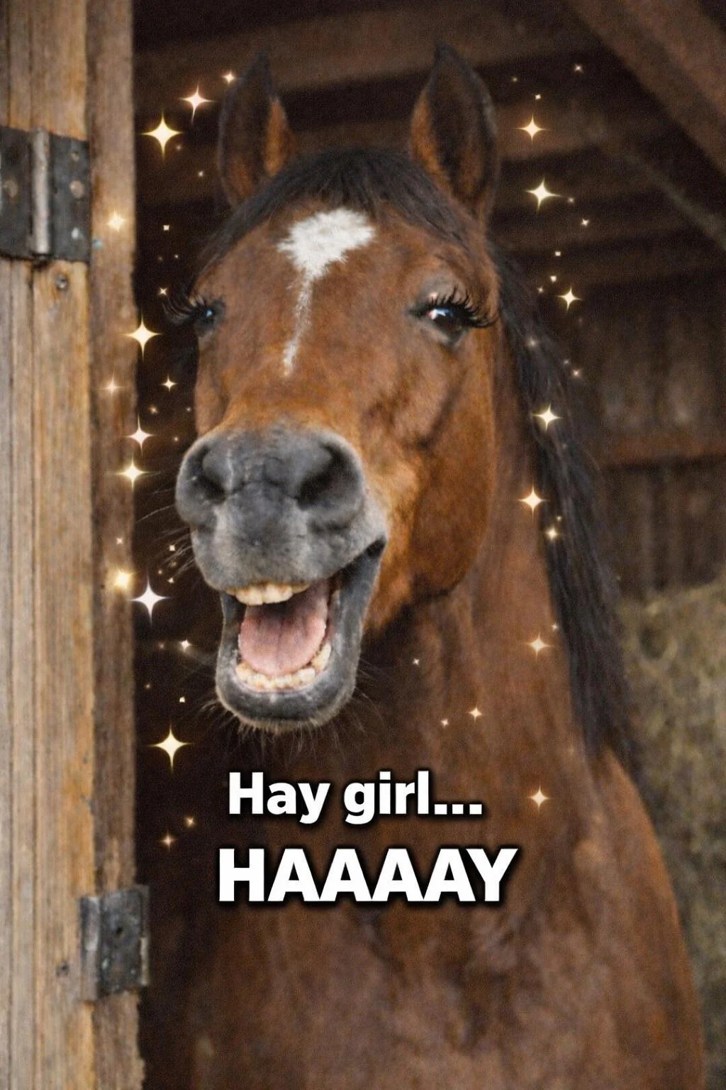 The Real HorseWifes picture 1 of 1