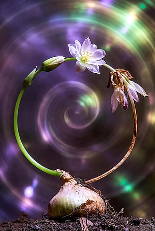 Turning quotes into images'