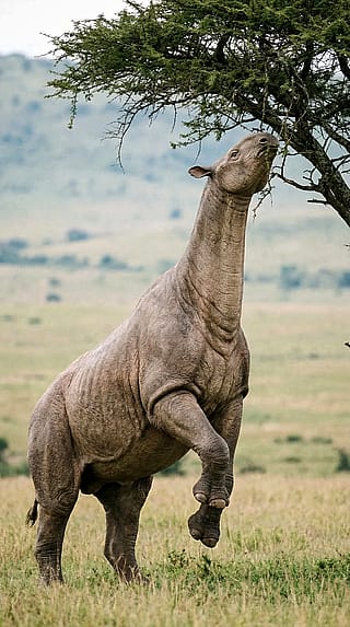 Wild Paracetherium'
