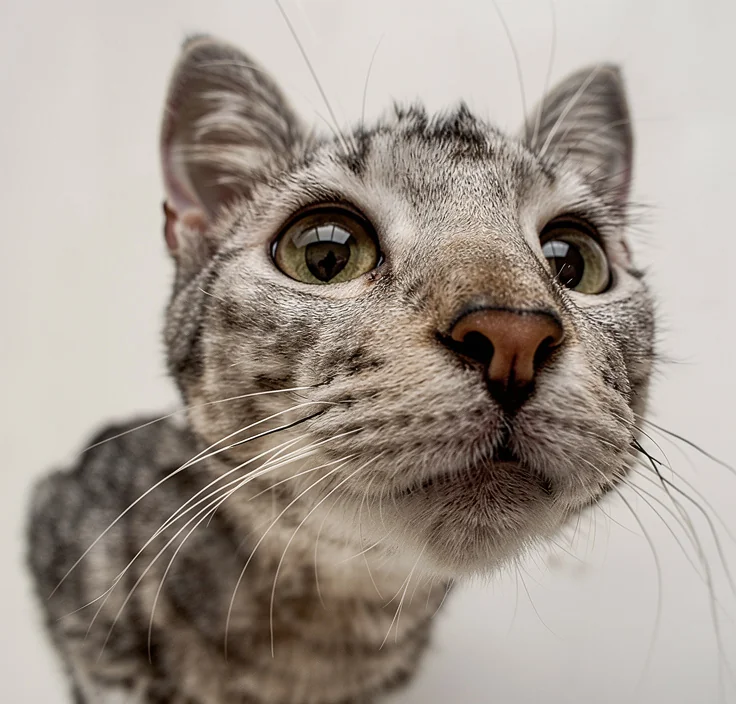 Cat meme upscale by AI picture 3 of 4