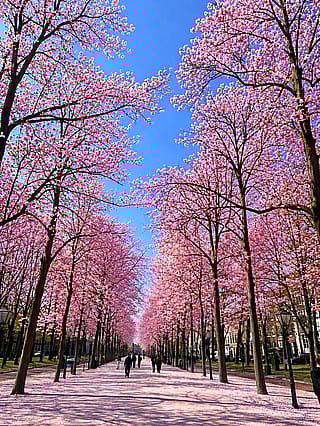 Blossom trees in The Hague (trees edited)'