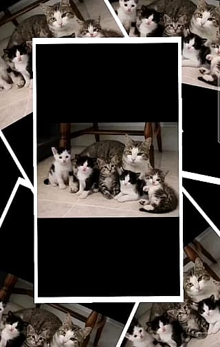 New Instagram to debute my pet care and rescue animals in AI'