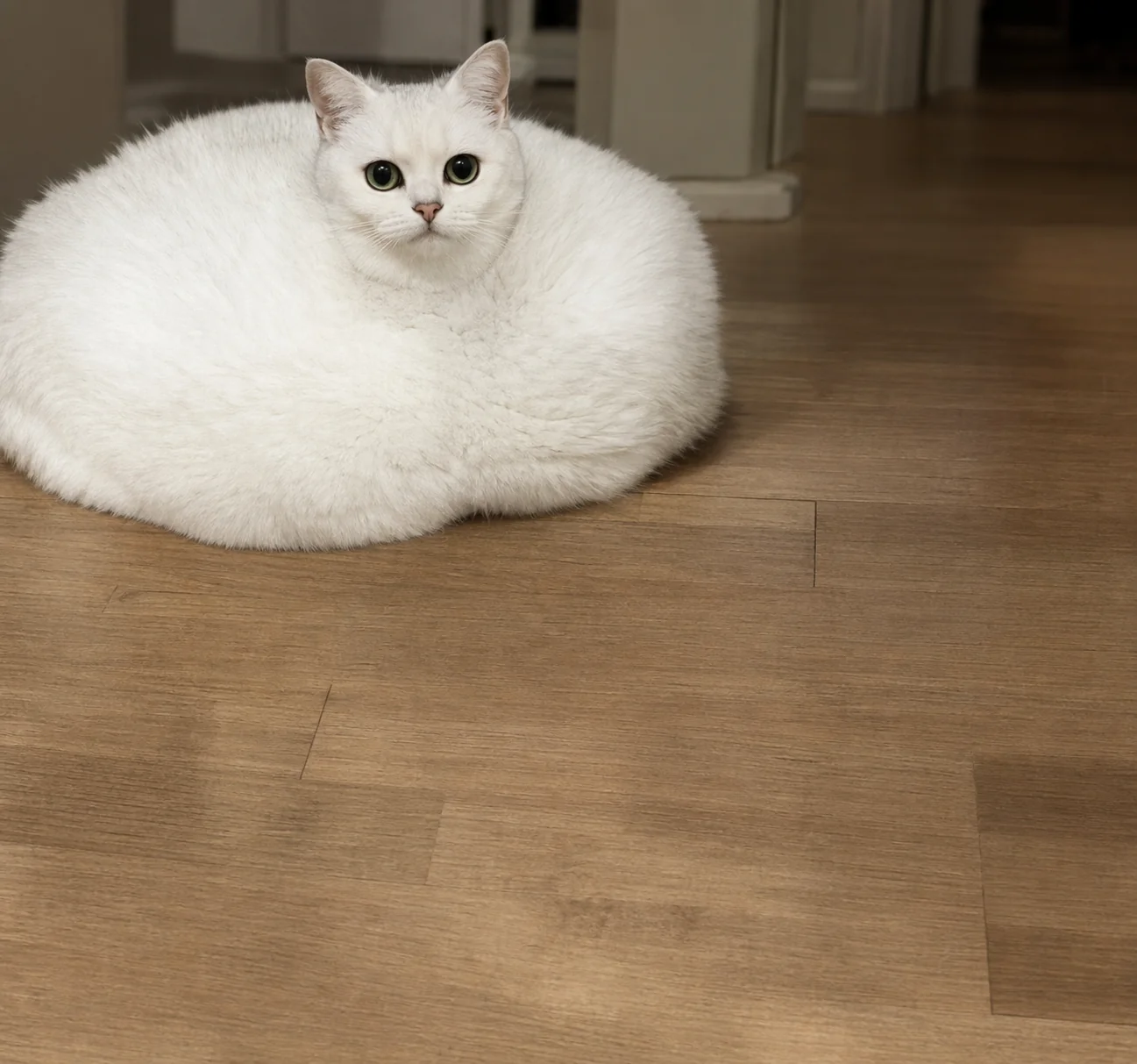 Upscale your memes by AI picture 3 of 8