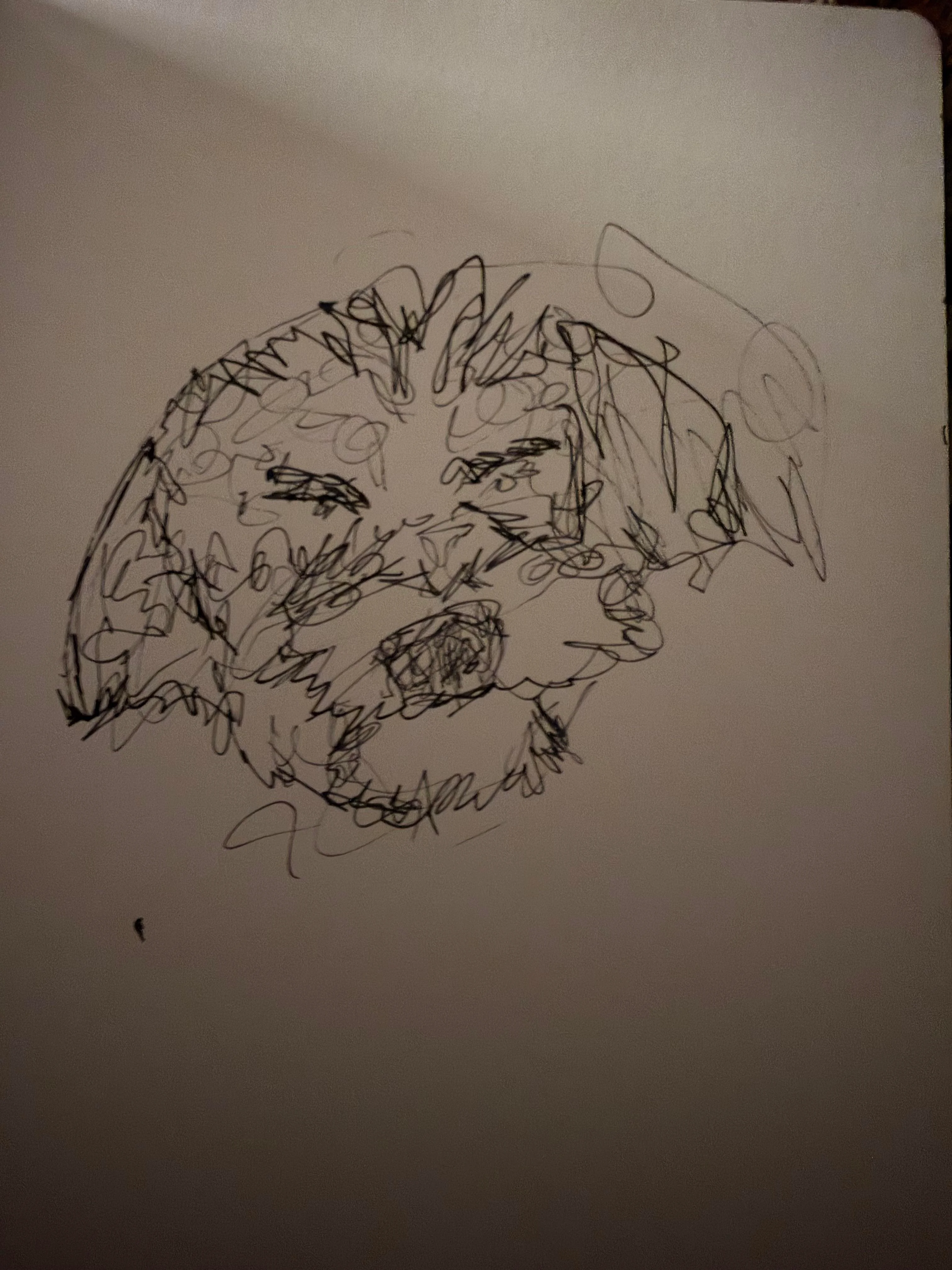 Bernedoodle picture 1 of 2