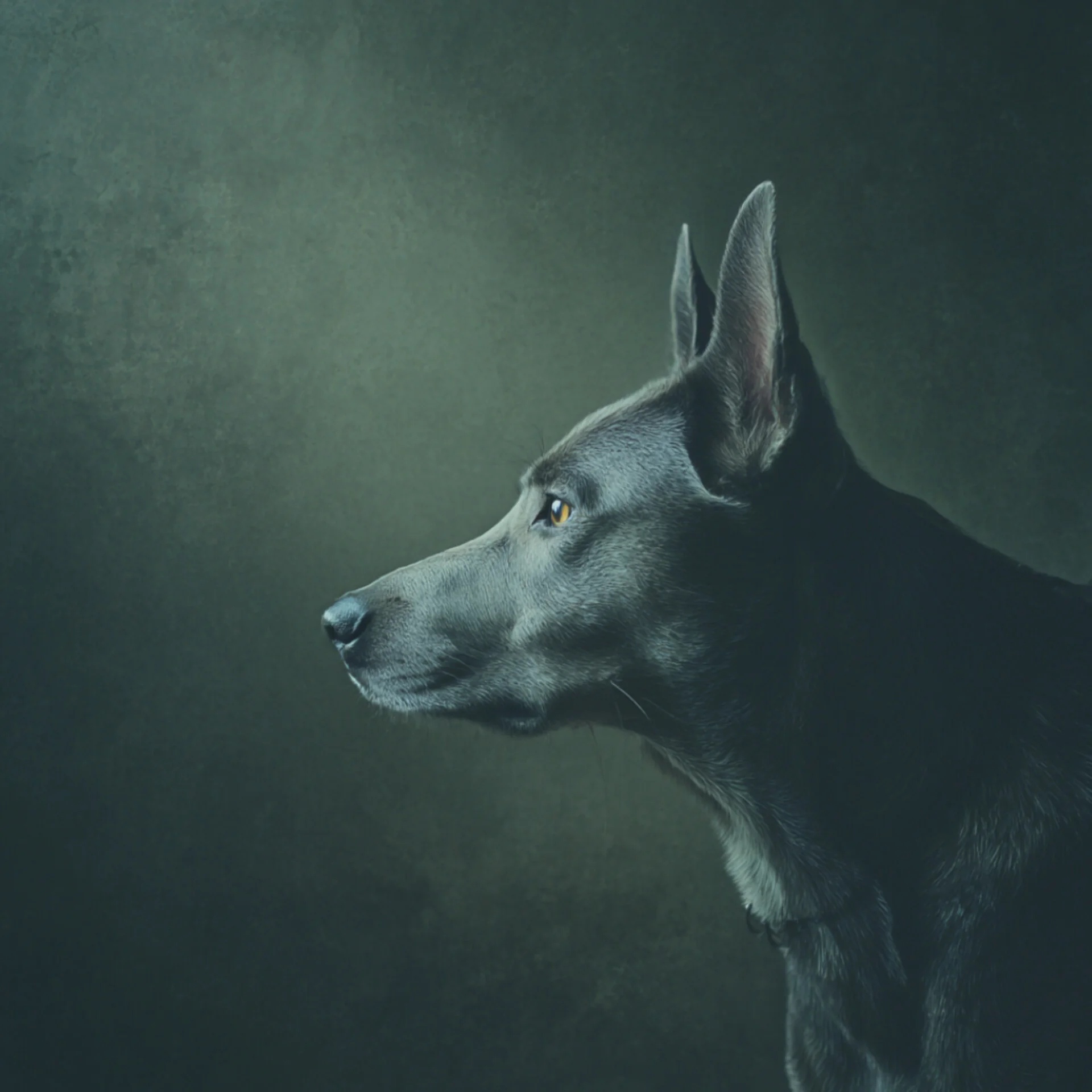 Animals (various and sundry) picture 6 of 7