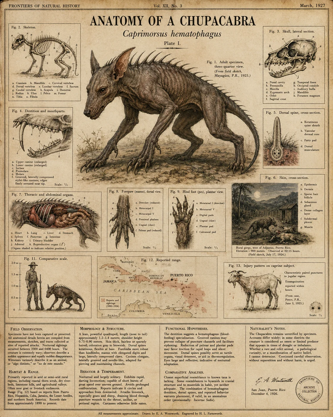 Frontiers of Natural History, March 1927: Anatomy of a Chupacabra picture 1 of 1