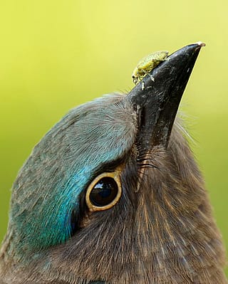 Bird on a weevil'