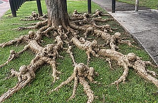 A walk in the park. Don’t Trip - these are our roots'