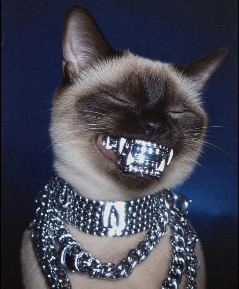 Do you guys like this blinged out Siamese cat I made? (AI) picture 1 of 1