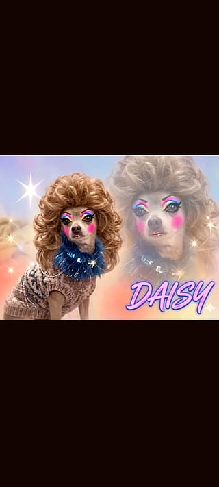 my daisy dog is starting a pet glamour shot craze..'